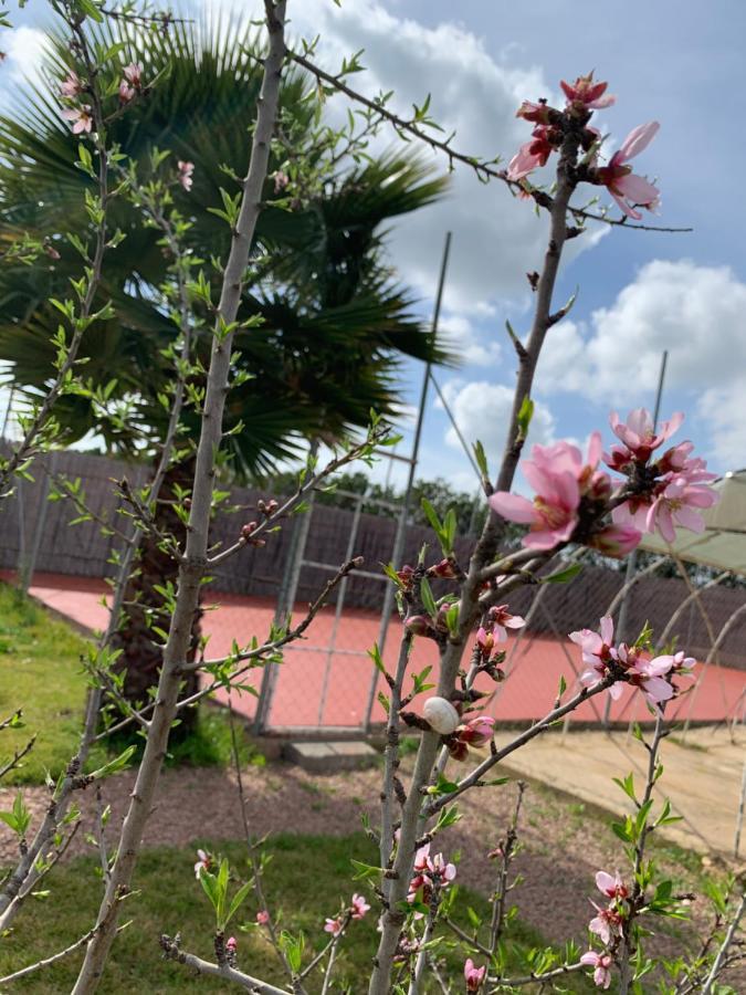 Palm Grove Farm Villa Tit Mellil Luaran gambar